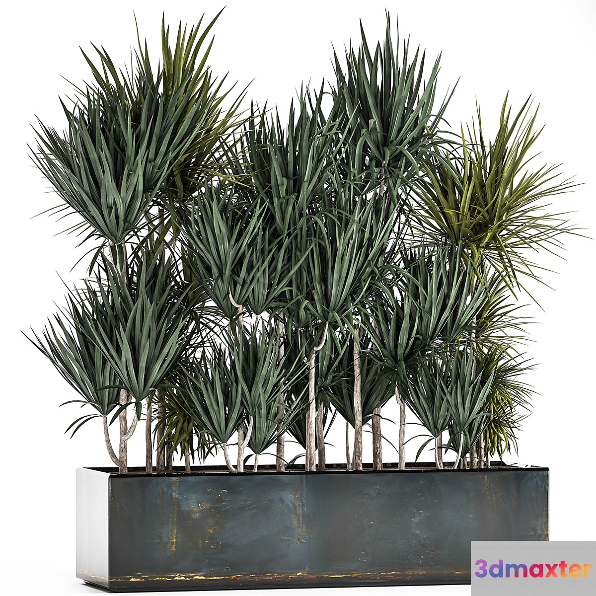 Lush exotic thickets of Dracaena bushes in a metal pot flowerbed. 887. 3D Max
