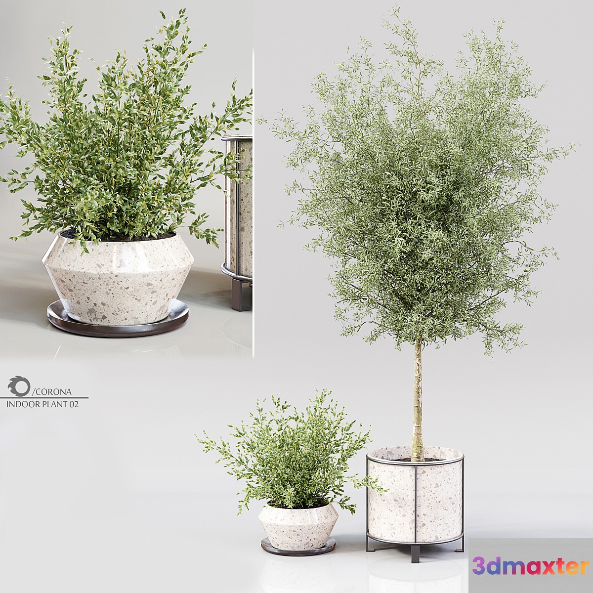 Indoor Plant 02 - No.2