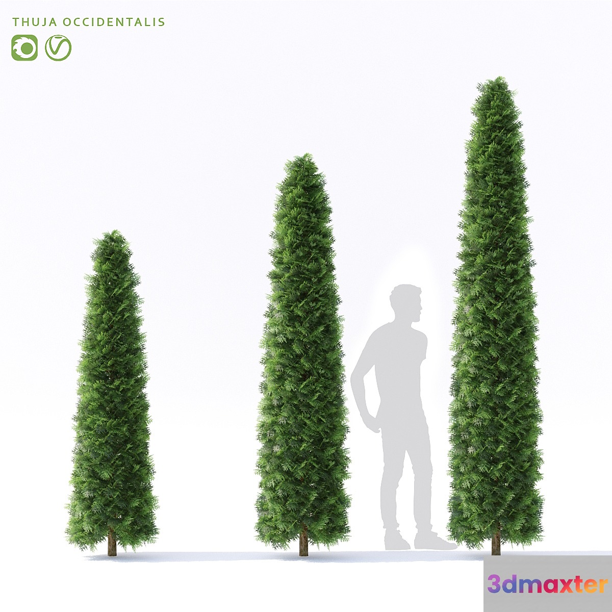 Thuja western | Thuja occidentalis 3D Max