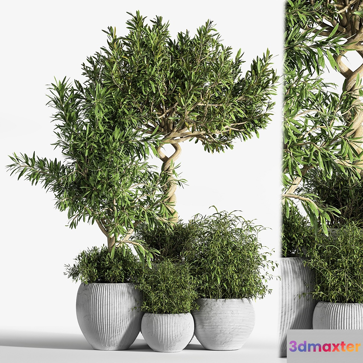 Indoor Plant Set 12 3D Max