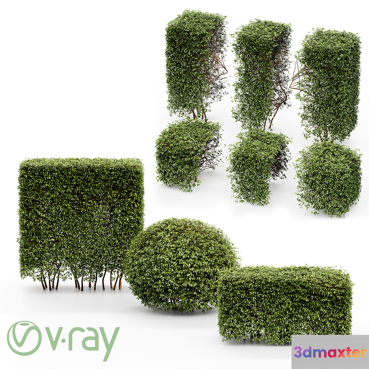 Dwarf Yaupon Holly - Spherical + Box hedge
