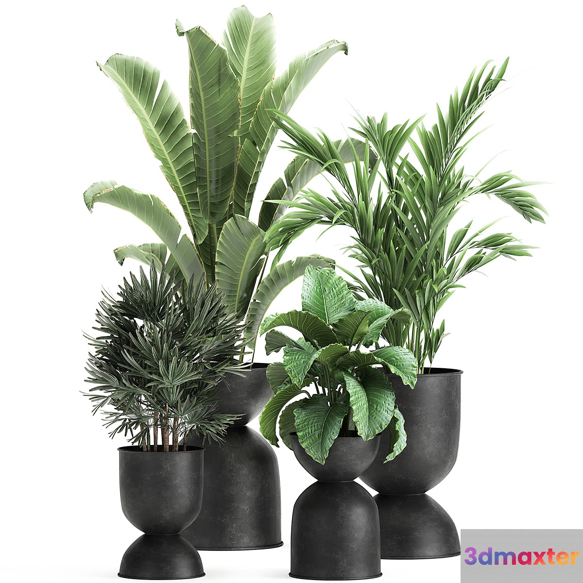 Collection of plants in black metal pots with Strelitzia banana palm Alokasia rapeseed. Set 897. - No.3