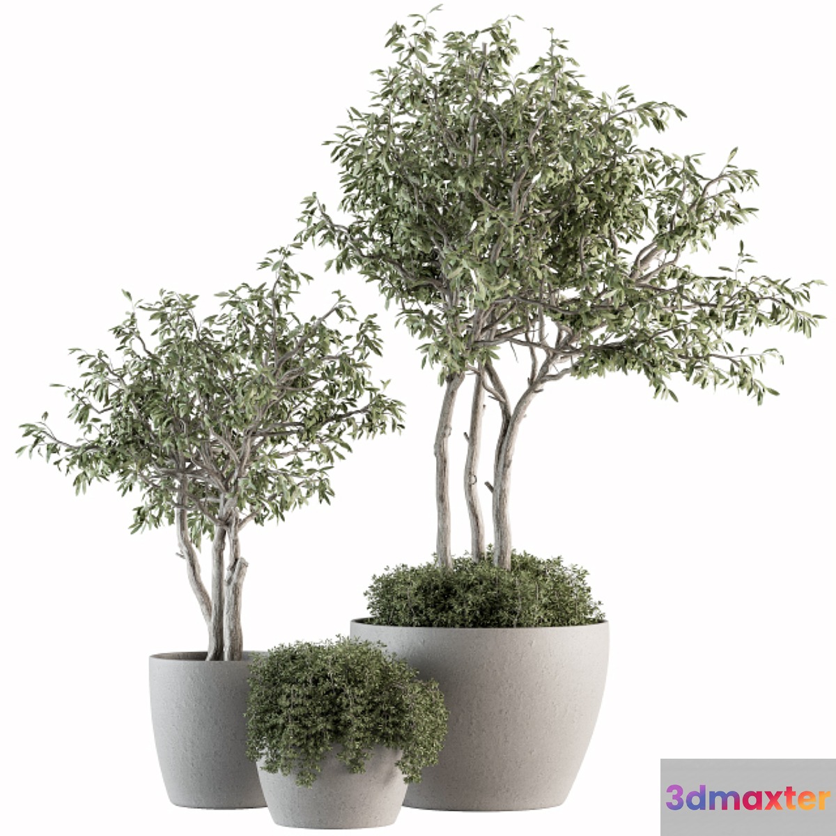 Outdoor Plant Set 182 - Tree Plant in Pot