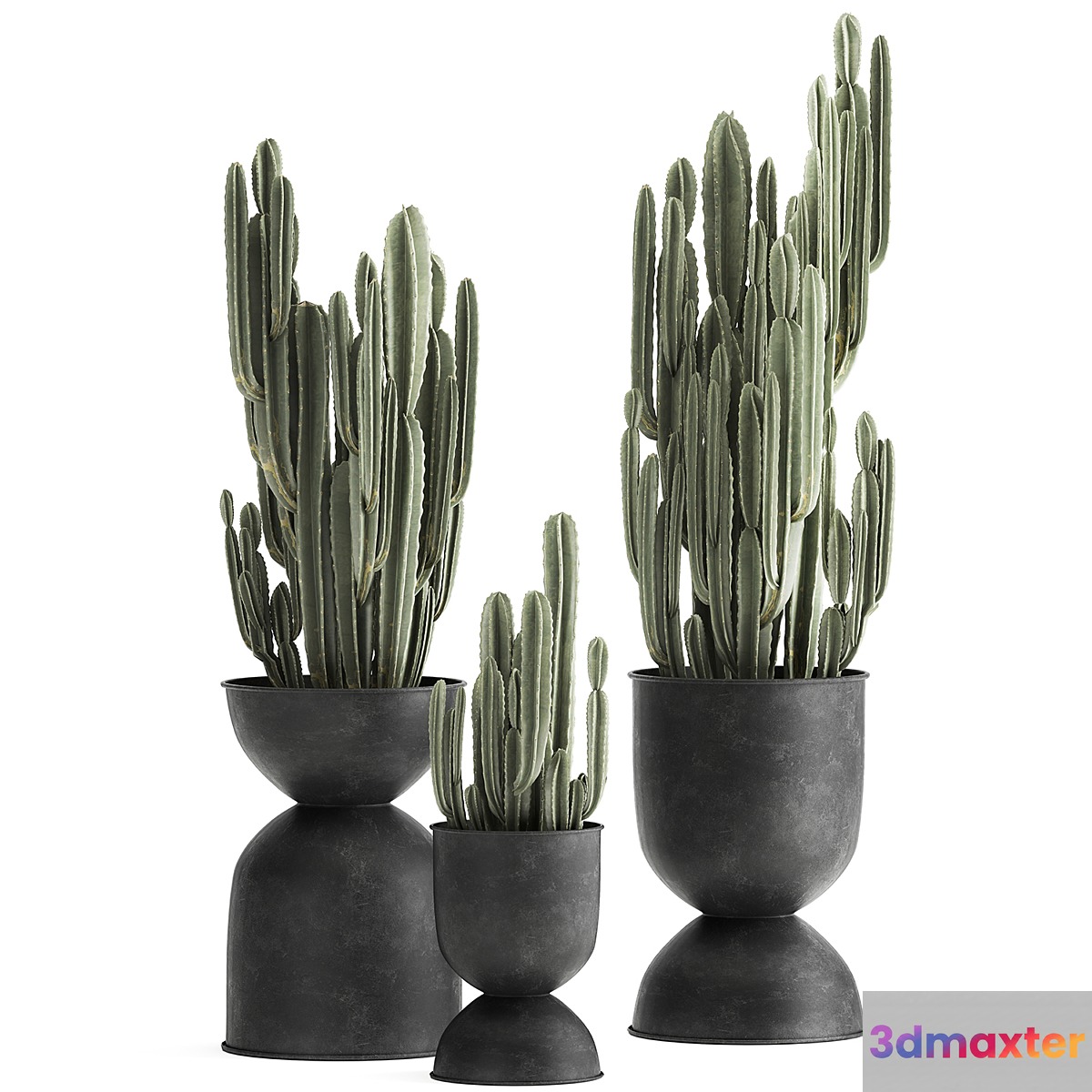 A collection of plants of beautiful cacti in black metal pots with Cereus. Set 898. 3D Max