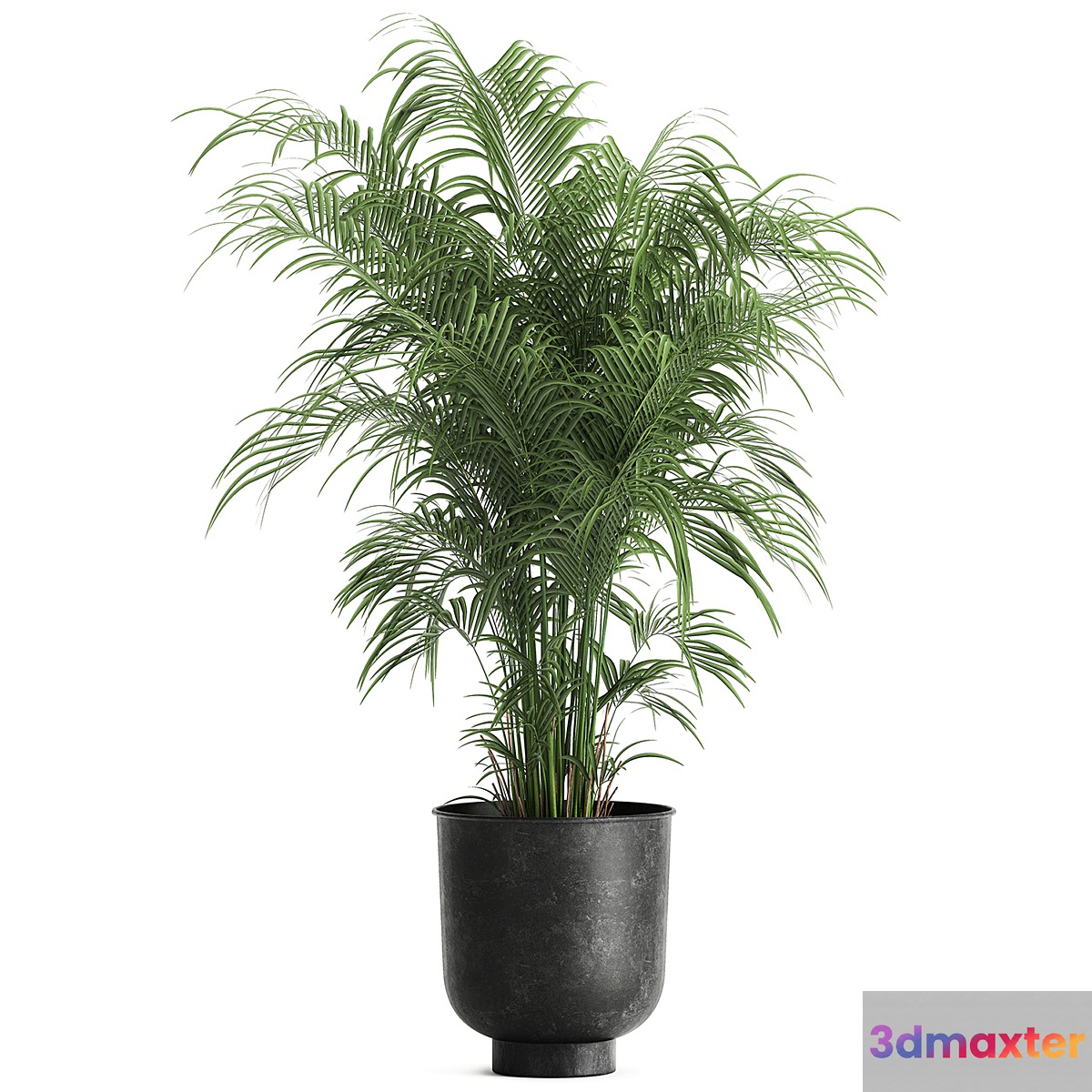 Decorative small lush palm tree in a black metal pot Howea forsteriana  kentia. 900. 3D Max