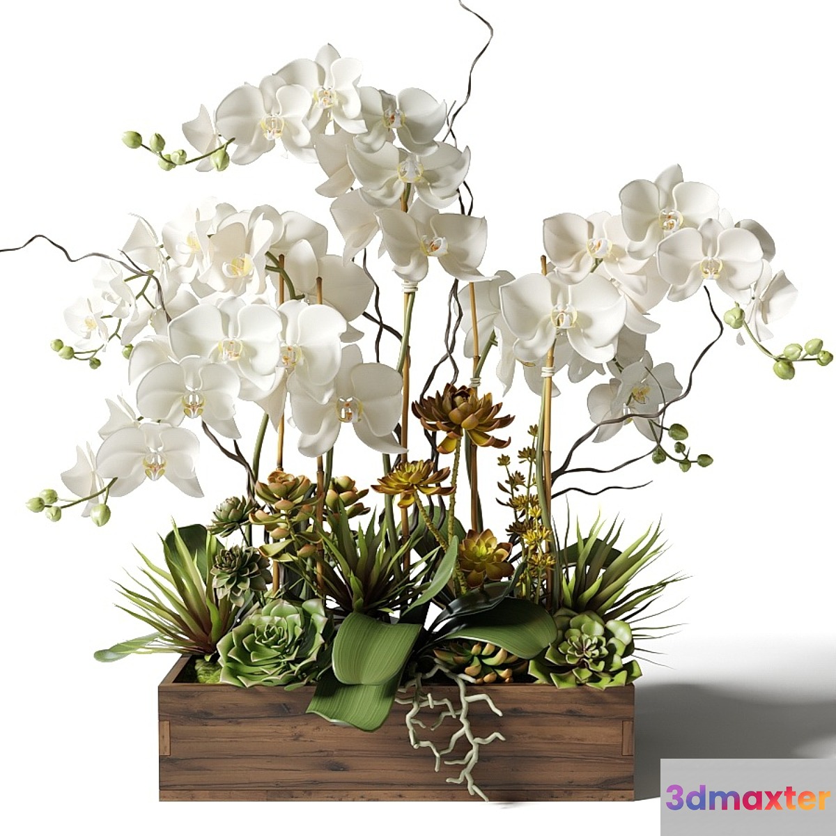 White orchids and succulents in a rectangular planter 3D Max