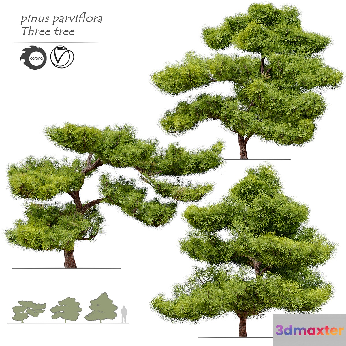 pinus parviflora
