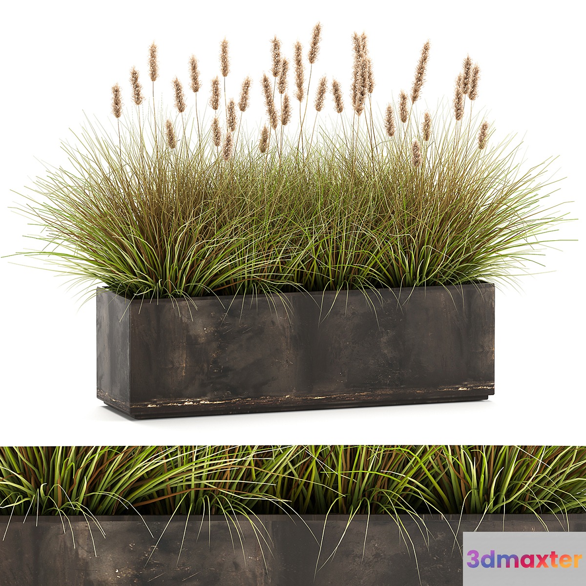 Outdoor metal pot in the bushes Pampas grass flowerpot flowerbed reed. 905.