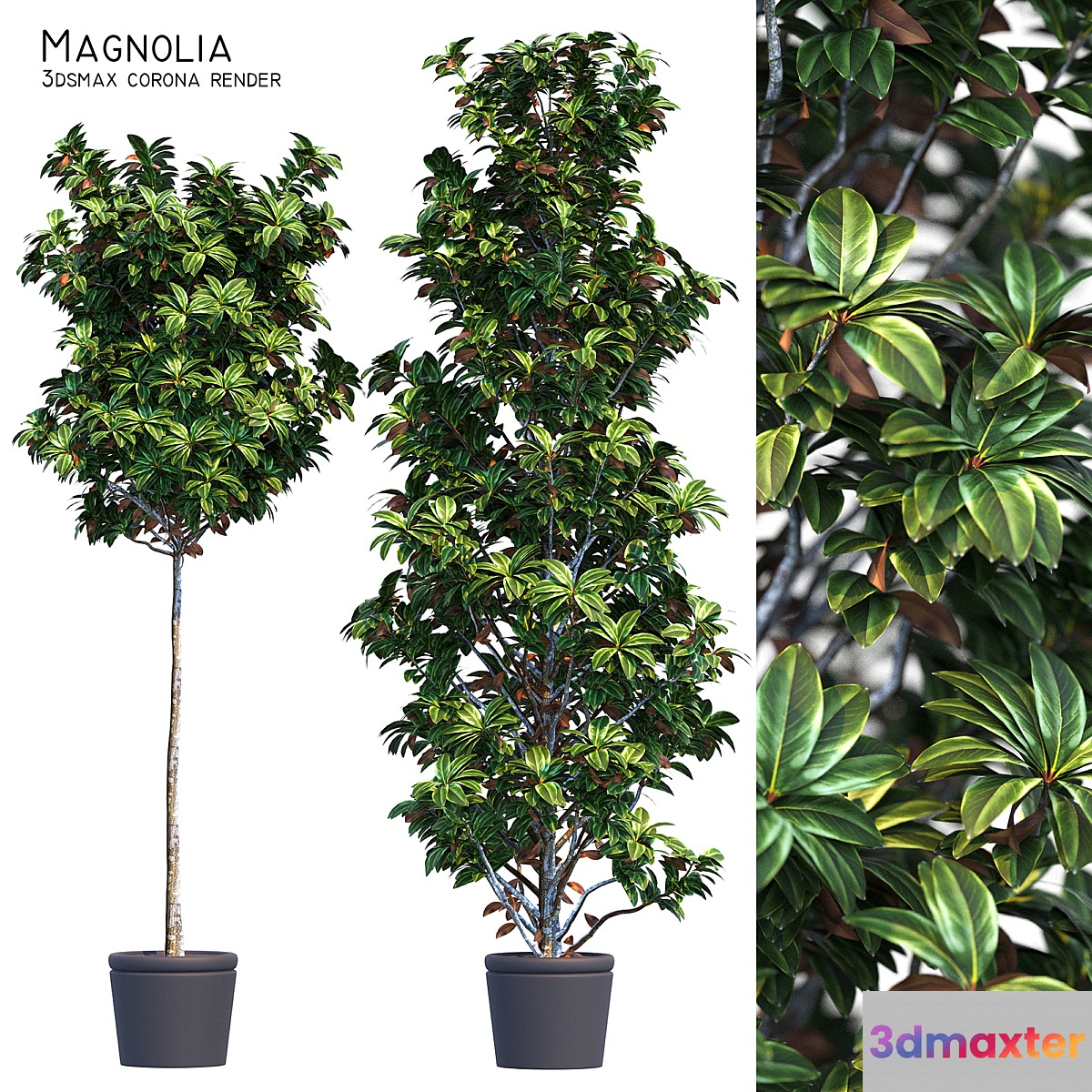 Magnolia 3D Max