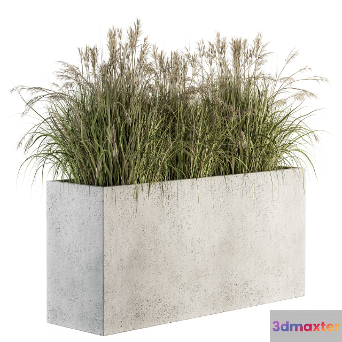 Outdoor Plant Set 185 - Plant in Pot