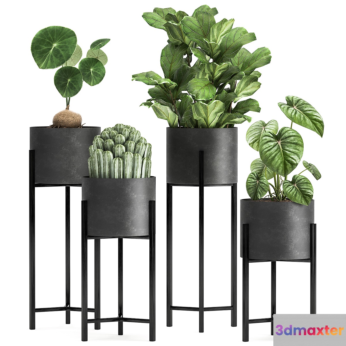 Collection of small plants in black metal pots on legs with ficus cactus Stefania Erecta. Set 915. 3D Max