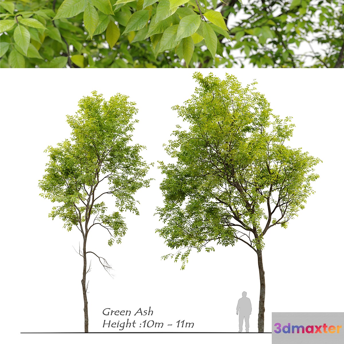 Green Ash (Fraxinus pennsylvanica) _3 3D Max