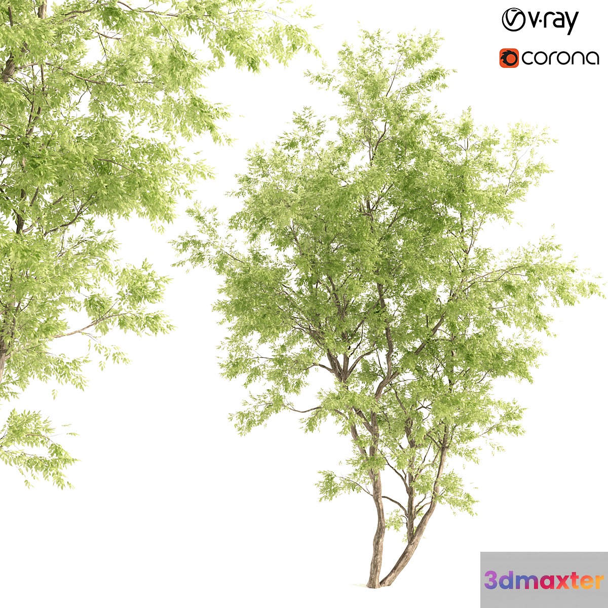 jam tree 3D Max