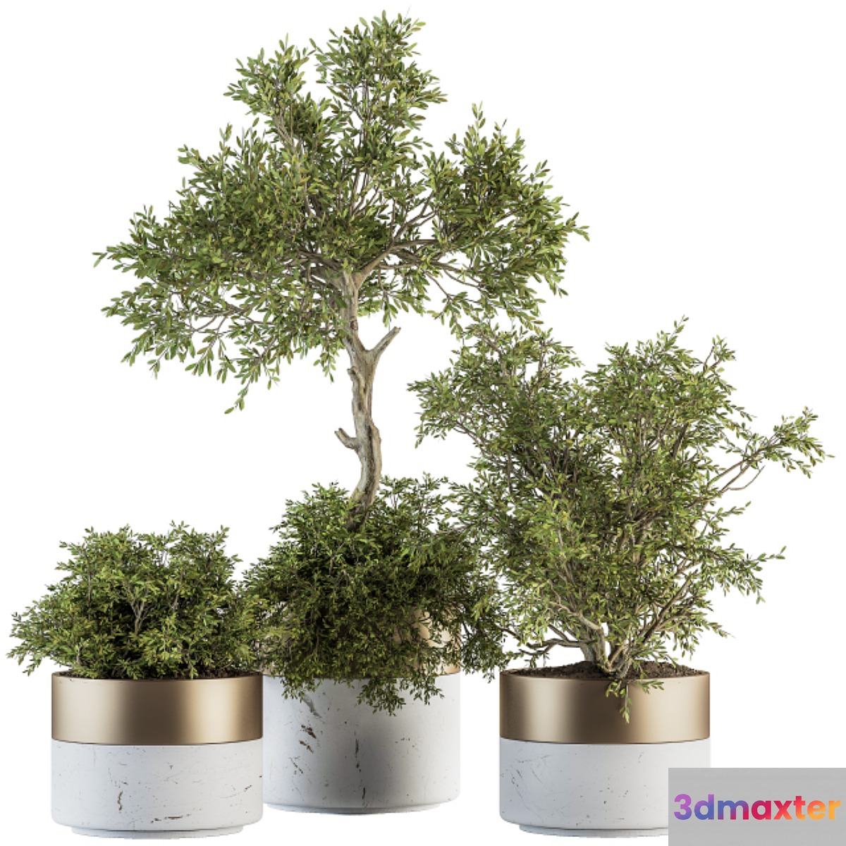 indoor Plant Set 200 - Tree in pot