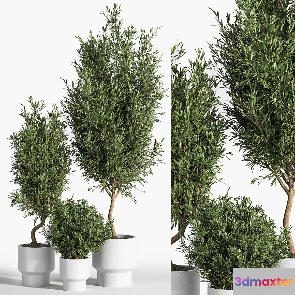 indoor plant olive set 04 3D Max
