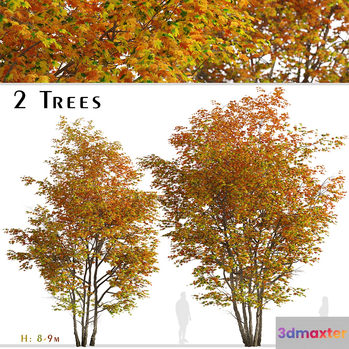 Set of Silver maple Tree (Creek maple) (2 Trees) 3D Max
