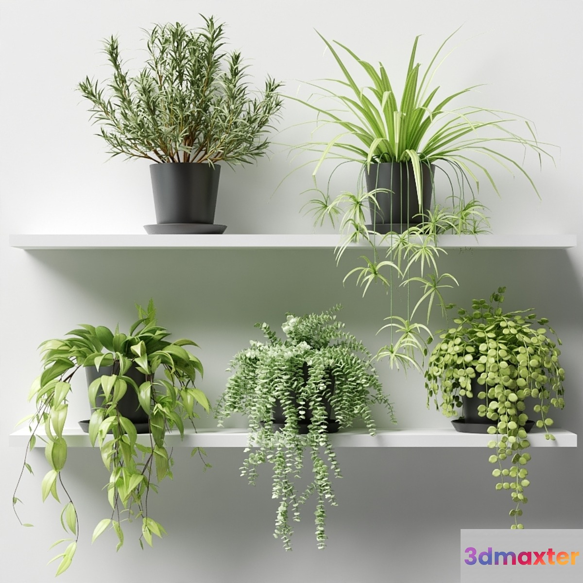 Plants in pots on a shelf 3D Max