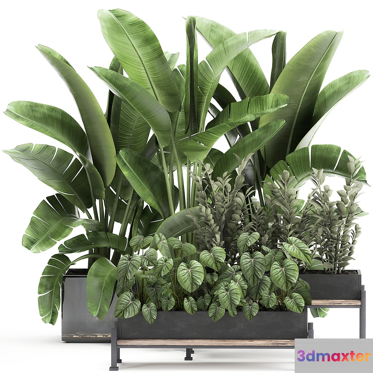 Collection of plants in potted flower beds with Thickets Strelitzia banana Zamiokulkas Philodendron jungle. Set 914.