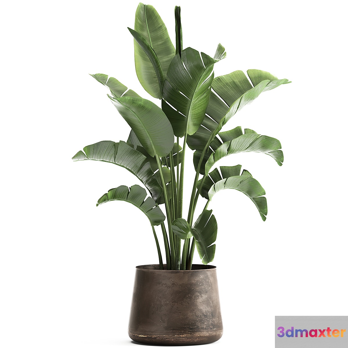 Beautiful lush banana palm in a metal pot Strelitzia ravenala. 916.