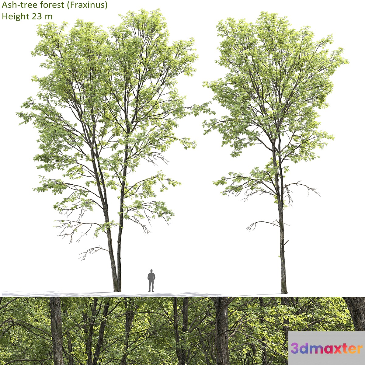 Ash-tree forest #1 (23m) 3D Max