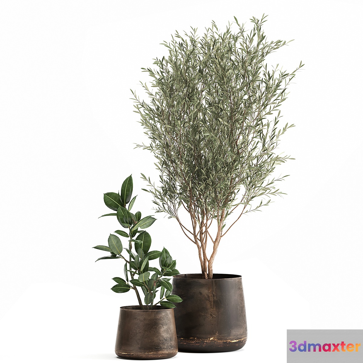 Collection of plants in metal pots with a small olive tree rubber-bearing ficus elastic ficus. Set 917.