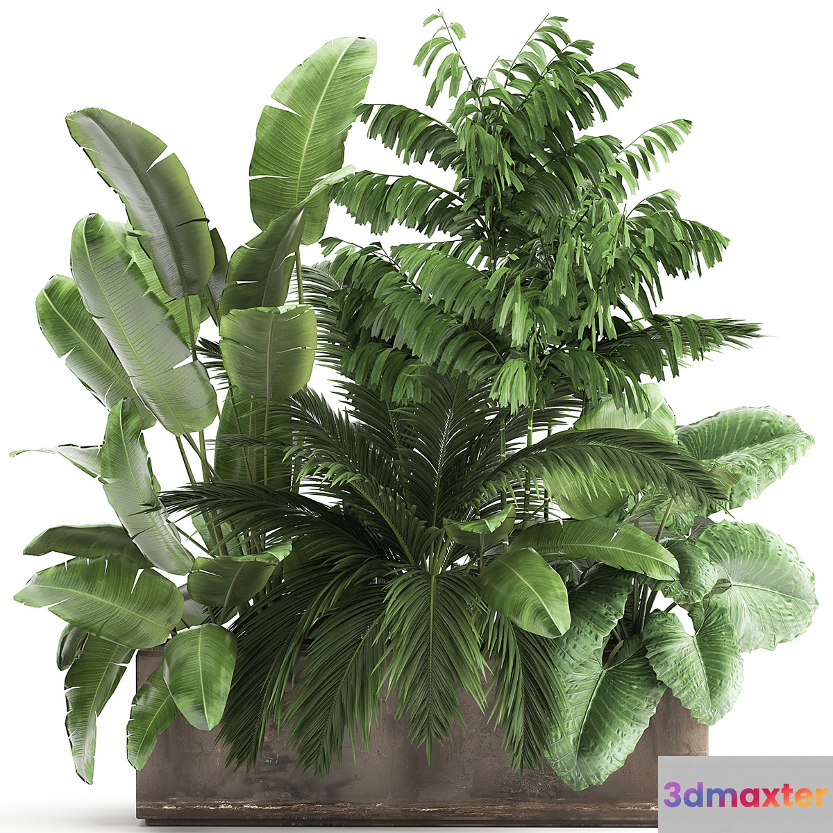 Potted plants lush home garden with thickets banana palm strelitzia Alokasia . 919. 3D Max