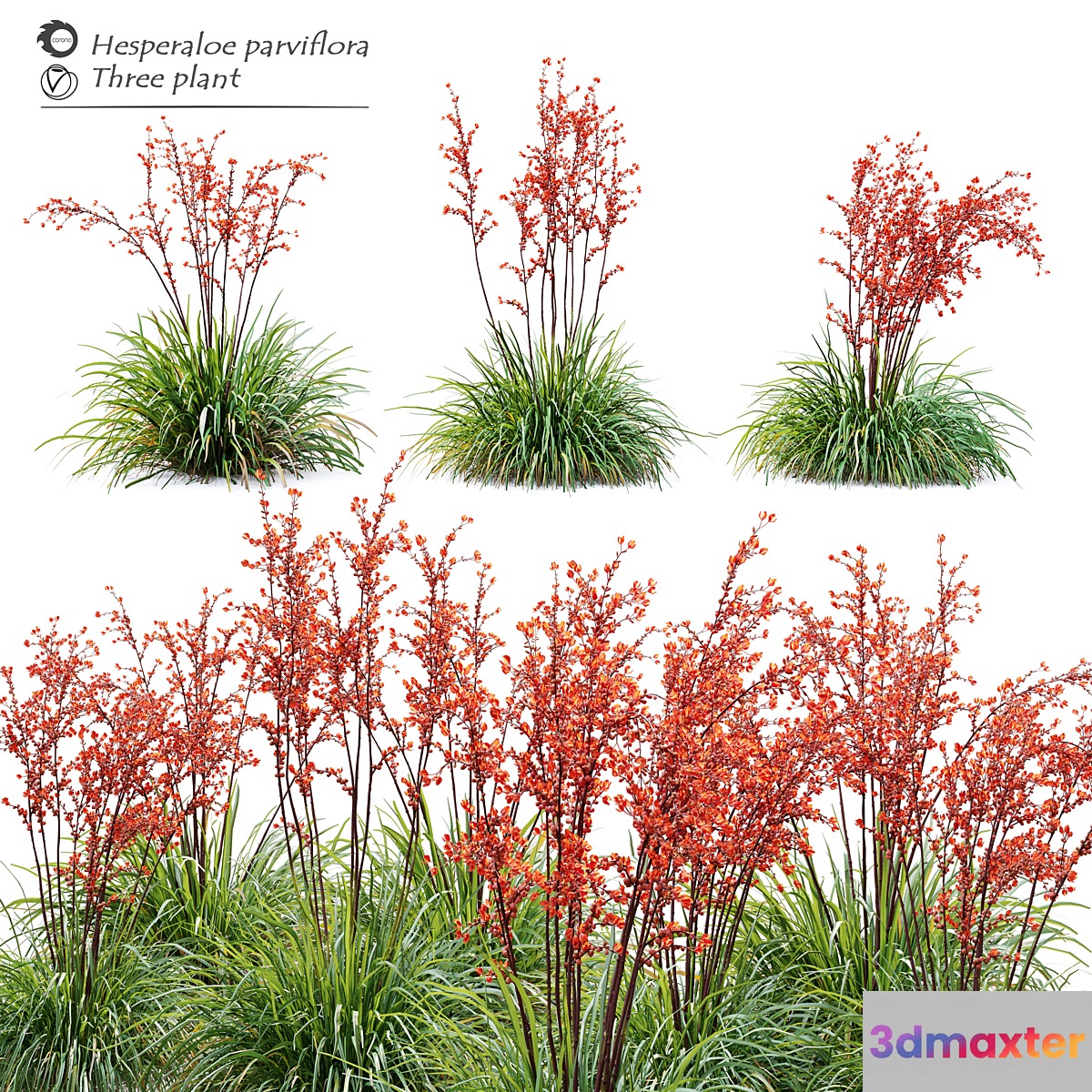 Hesperaloe parviflora 3D Max