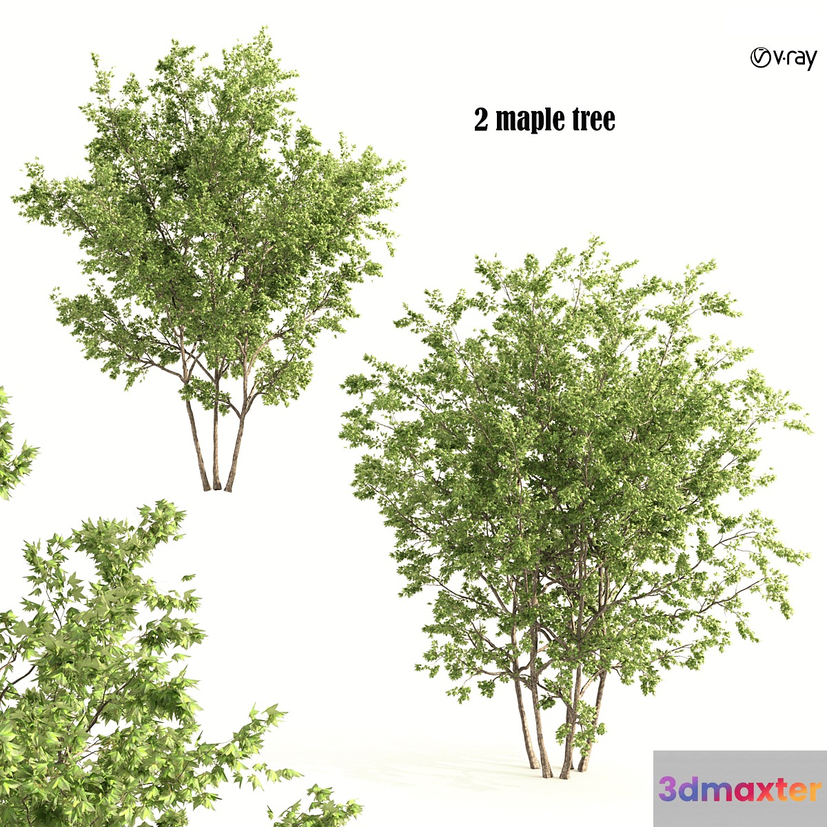 2 maple tree 3D Max
