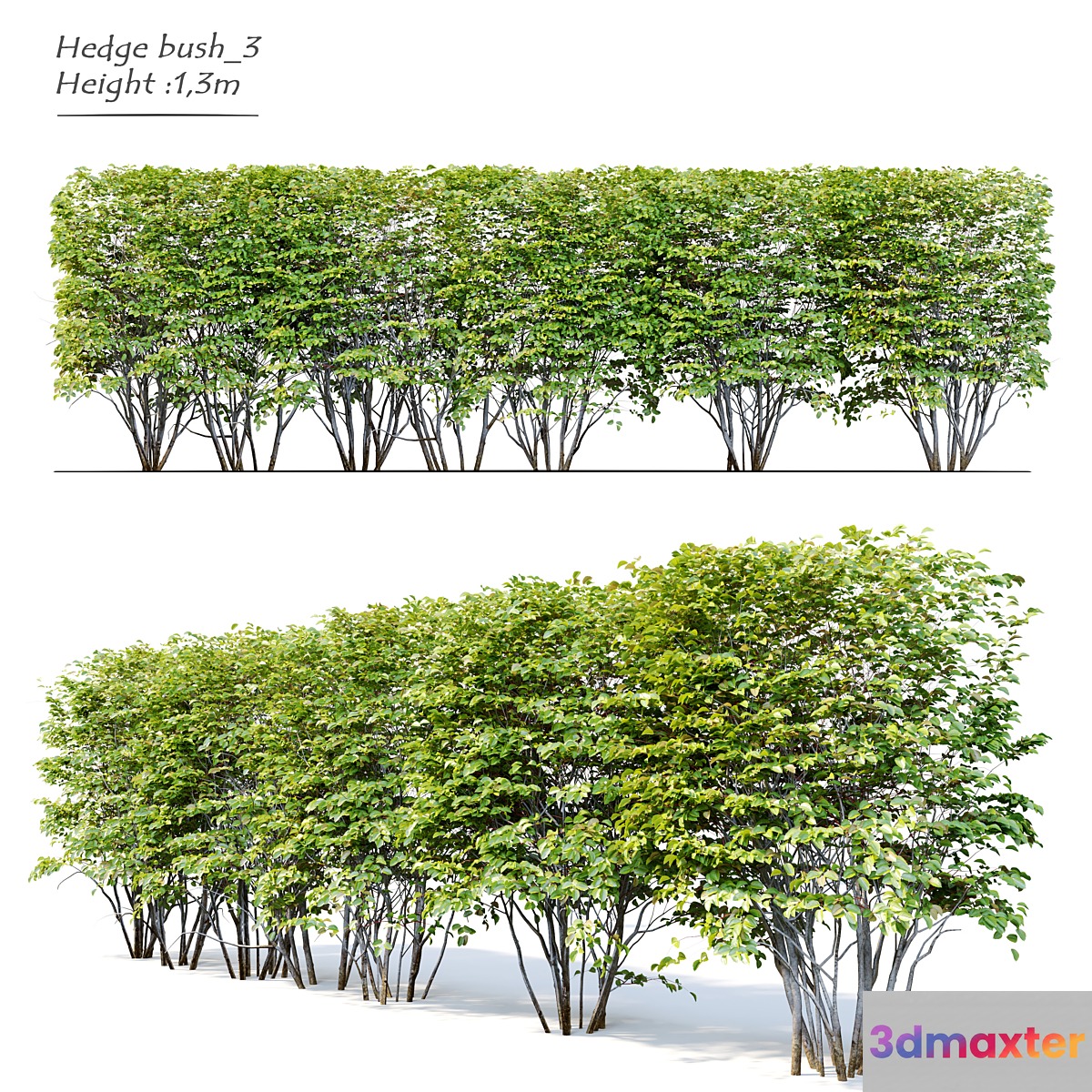 Hedge bush_3 3D Max