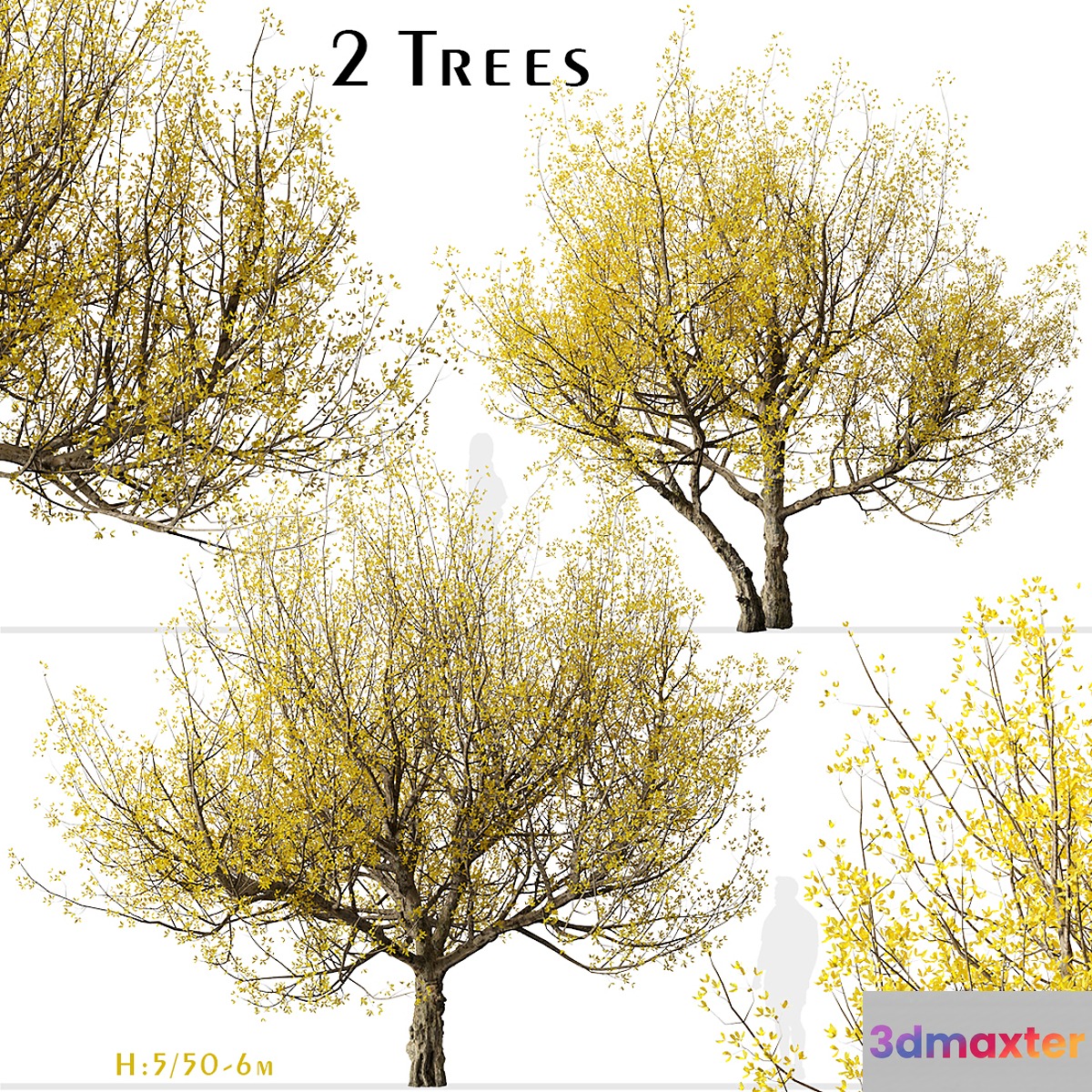Set of Flowering Cornus mas Trees (Cornelian cherry) (2 Trees) 3D Max