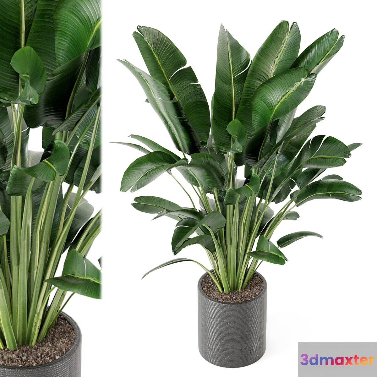 Indoor Plants Collection - Set 009 3D Max