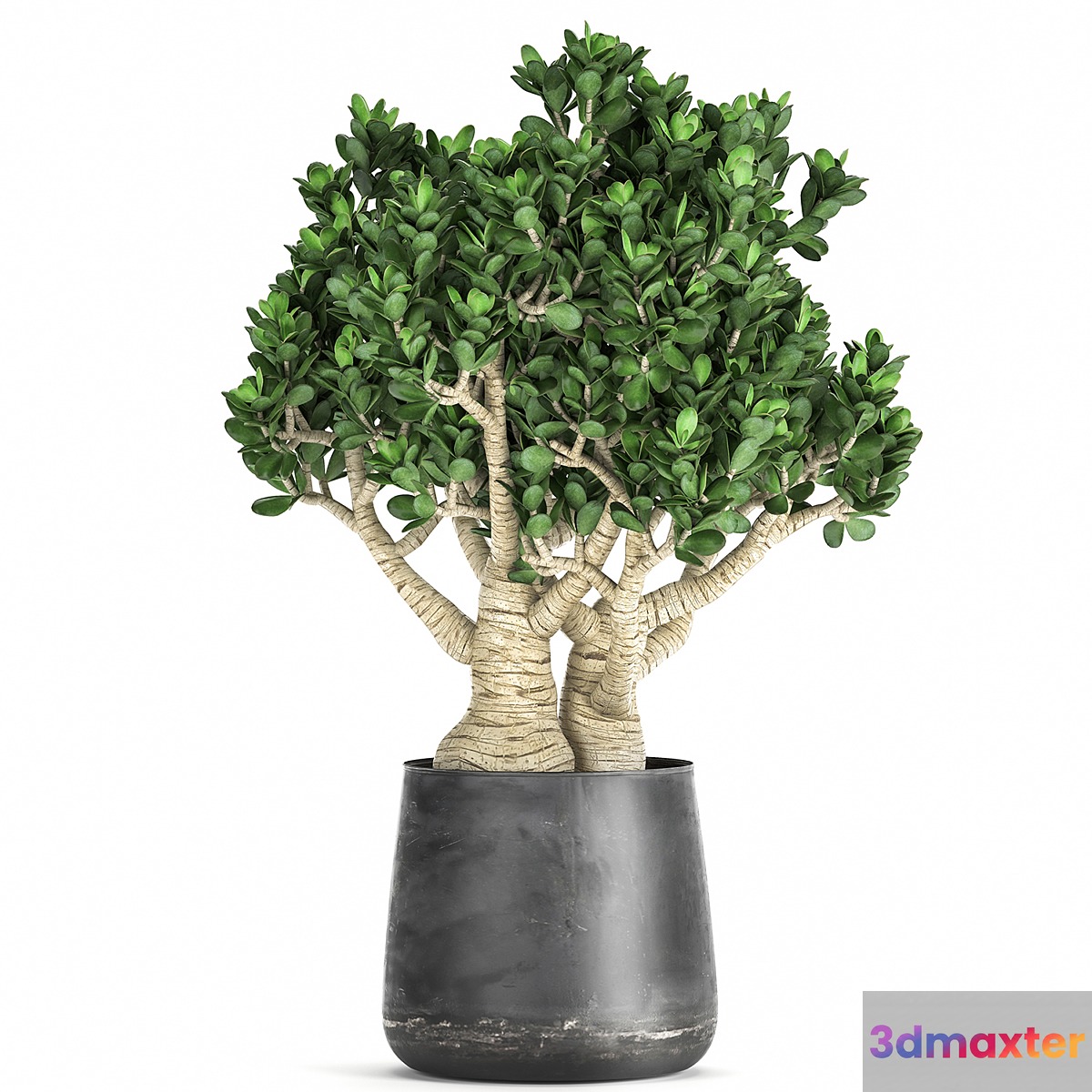 Exotic plant in a metal pot with a flower Crassula.  931. 3D Max
