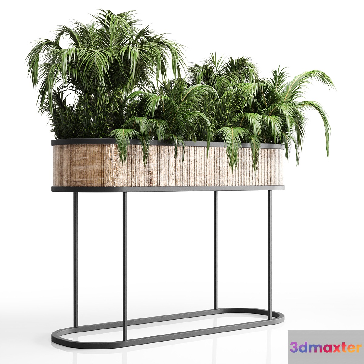 collection Indoor plant palm 40-bax wood vase 3D Max