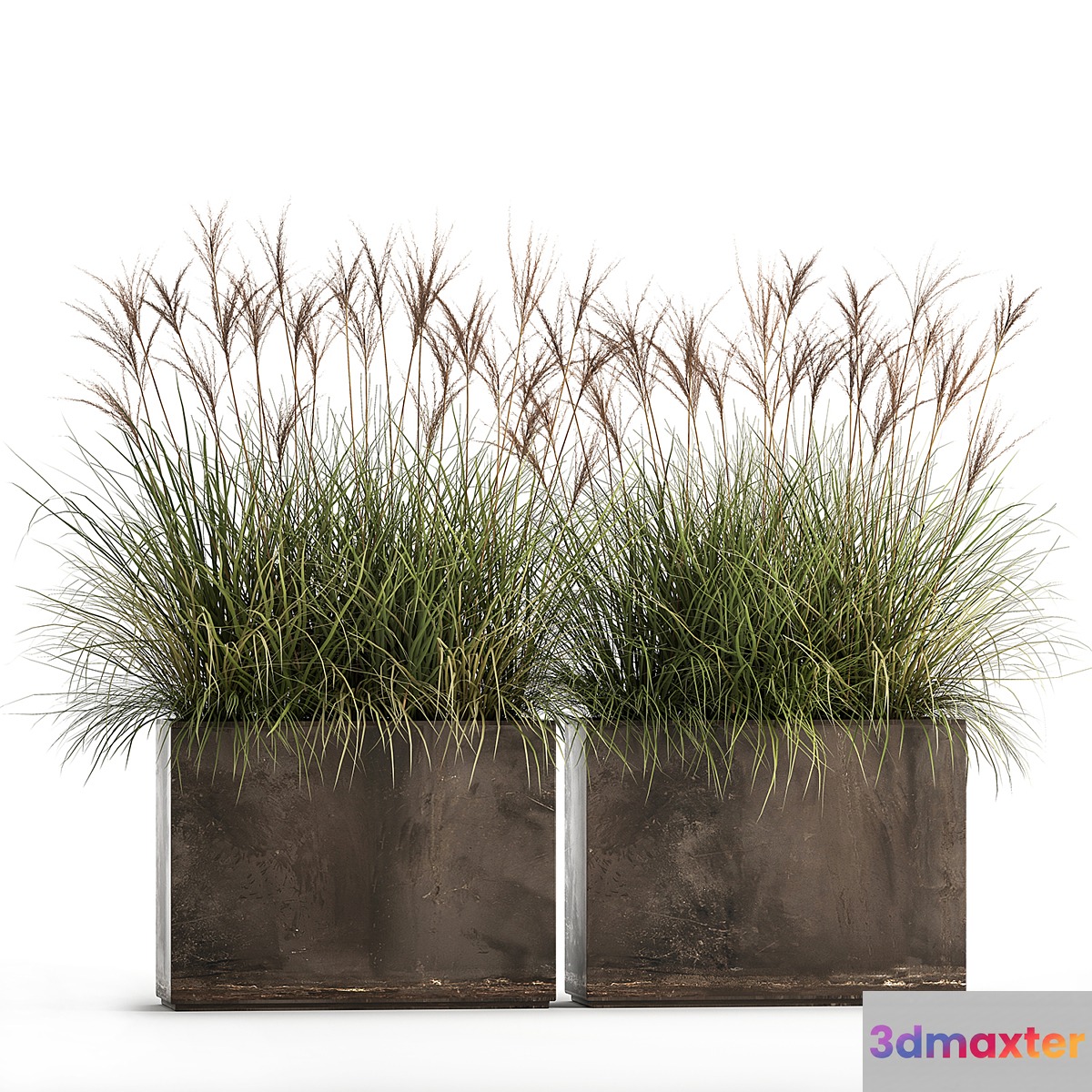 Decorative Miscanthus bushes in a rusty metal outdoor pot veinik fan. Set 933. 3D Max