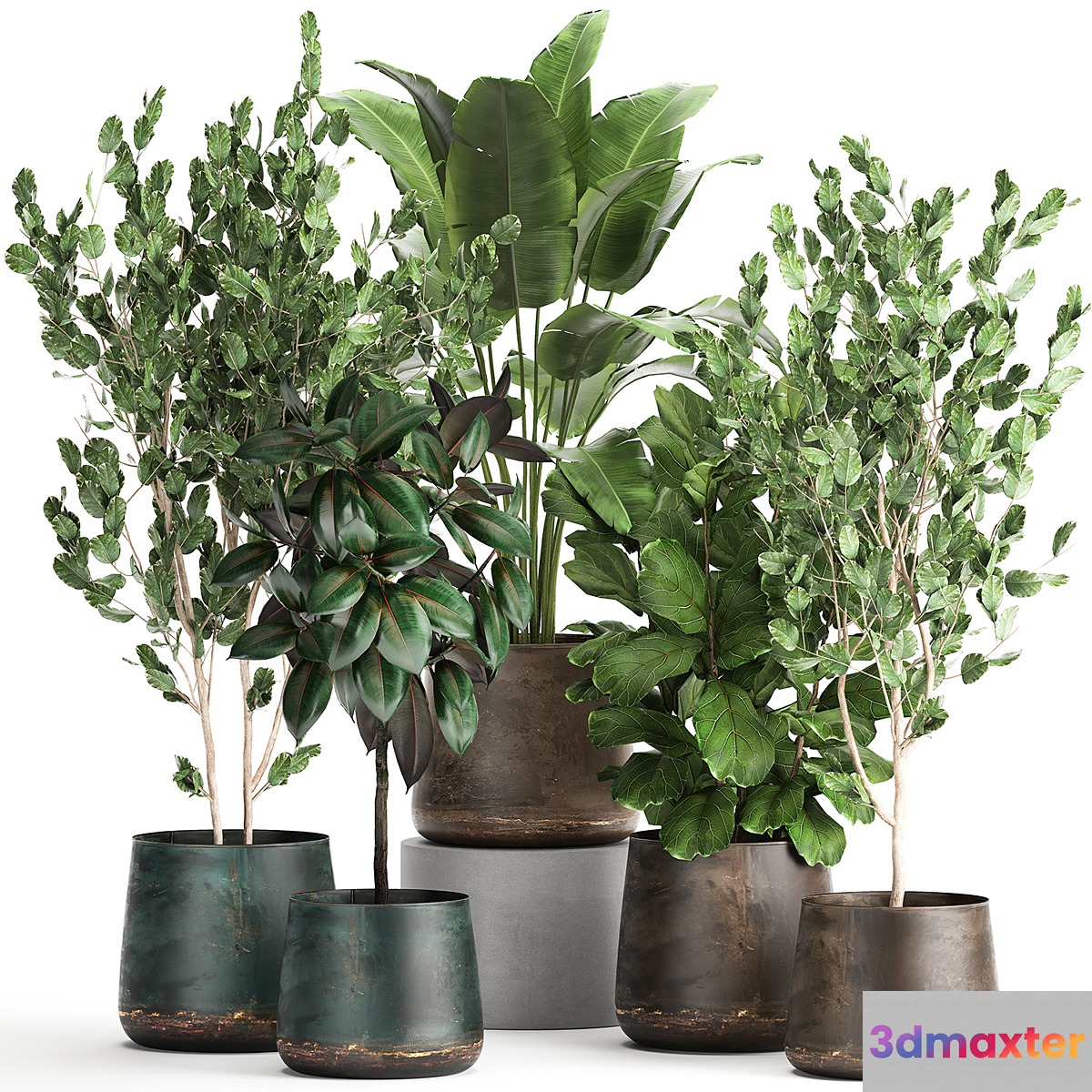 Collection of plants in outdoor metal rusty pots Tree Banana palm Ficus lyrata. Set 942. 3D Max