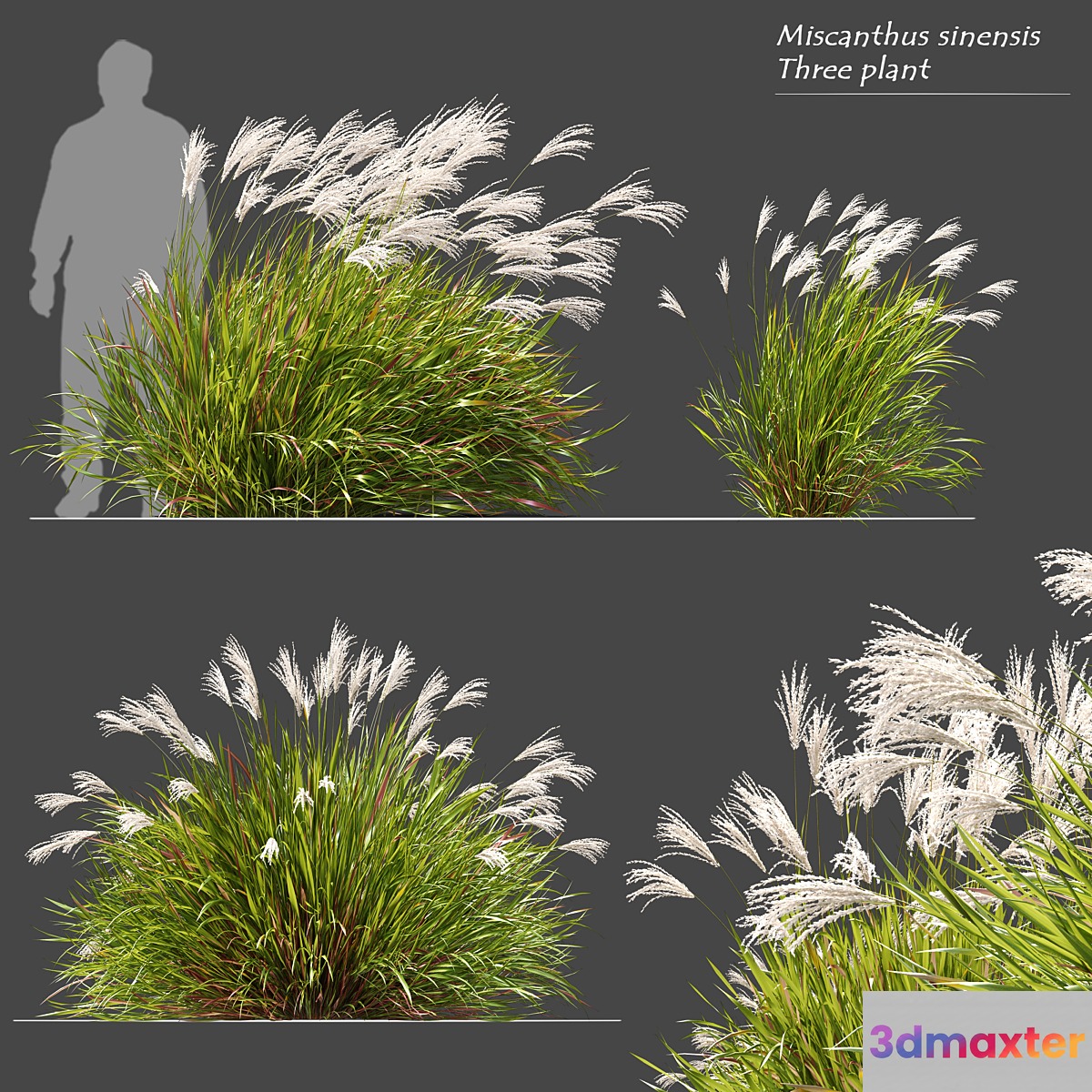 Miscanthus sinensis 3D Max