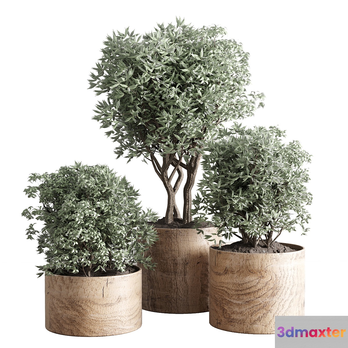 collection Indoor plant 42-wood vase 3D Max
