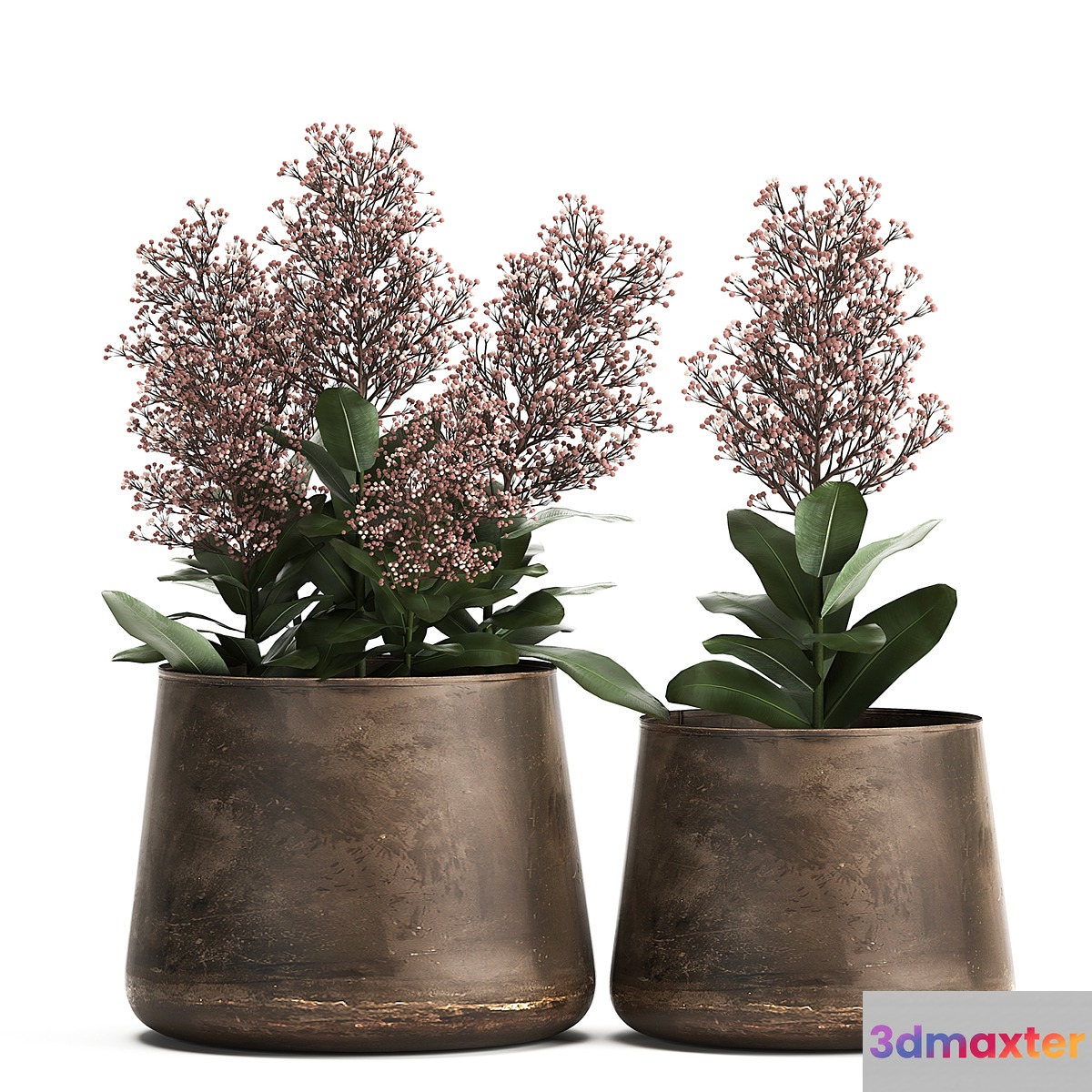 Plants in a metal rusty pot with flowers of Skimiya. 944.