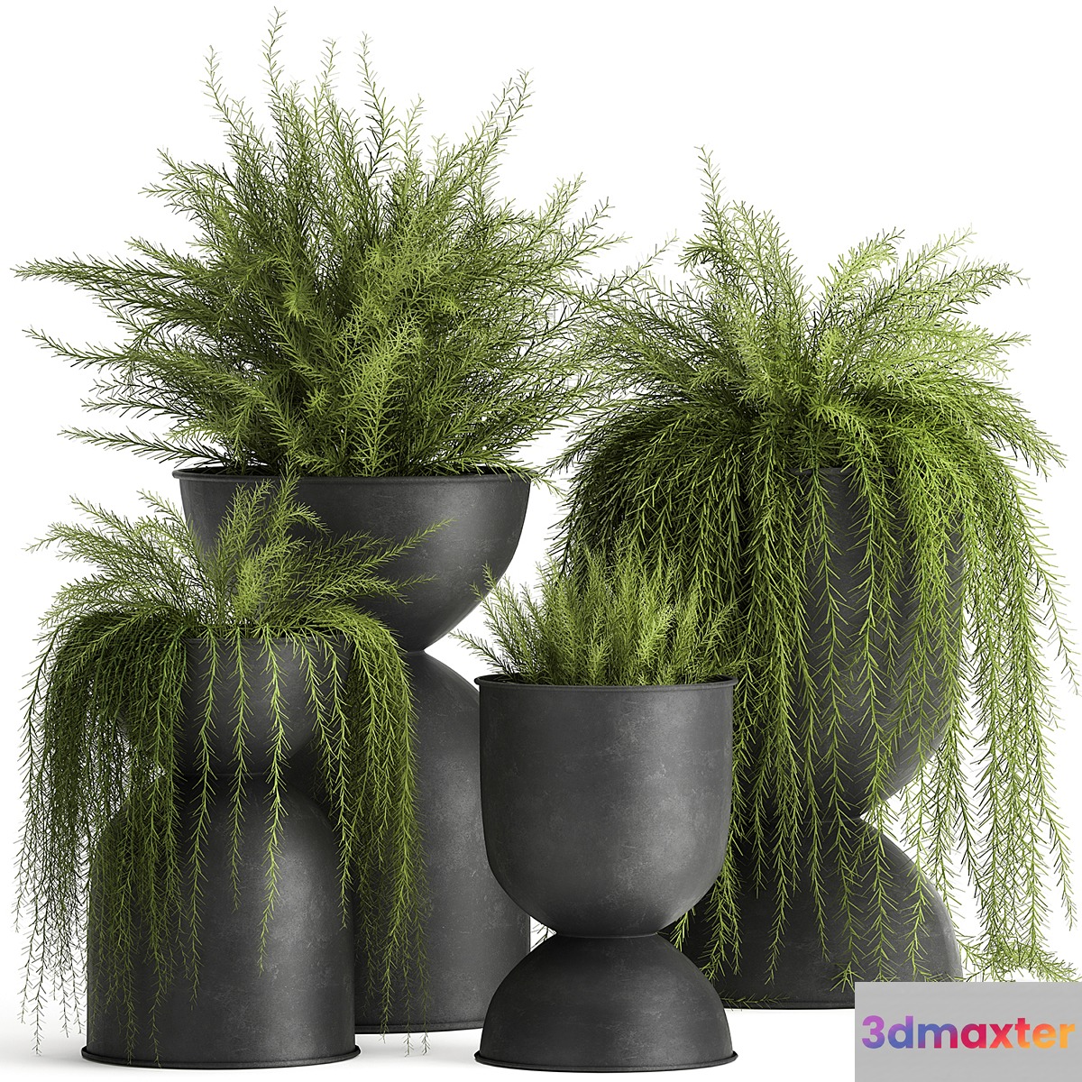Collection of plants in metal black pots with Asparagus flower hanging plants. Set 945.