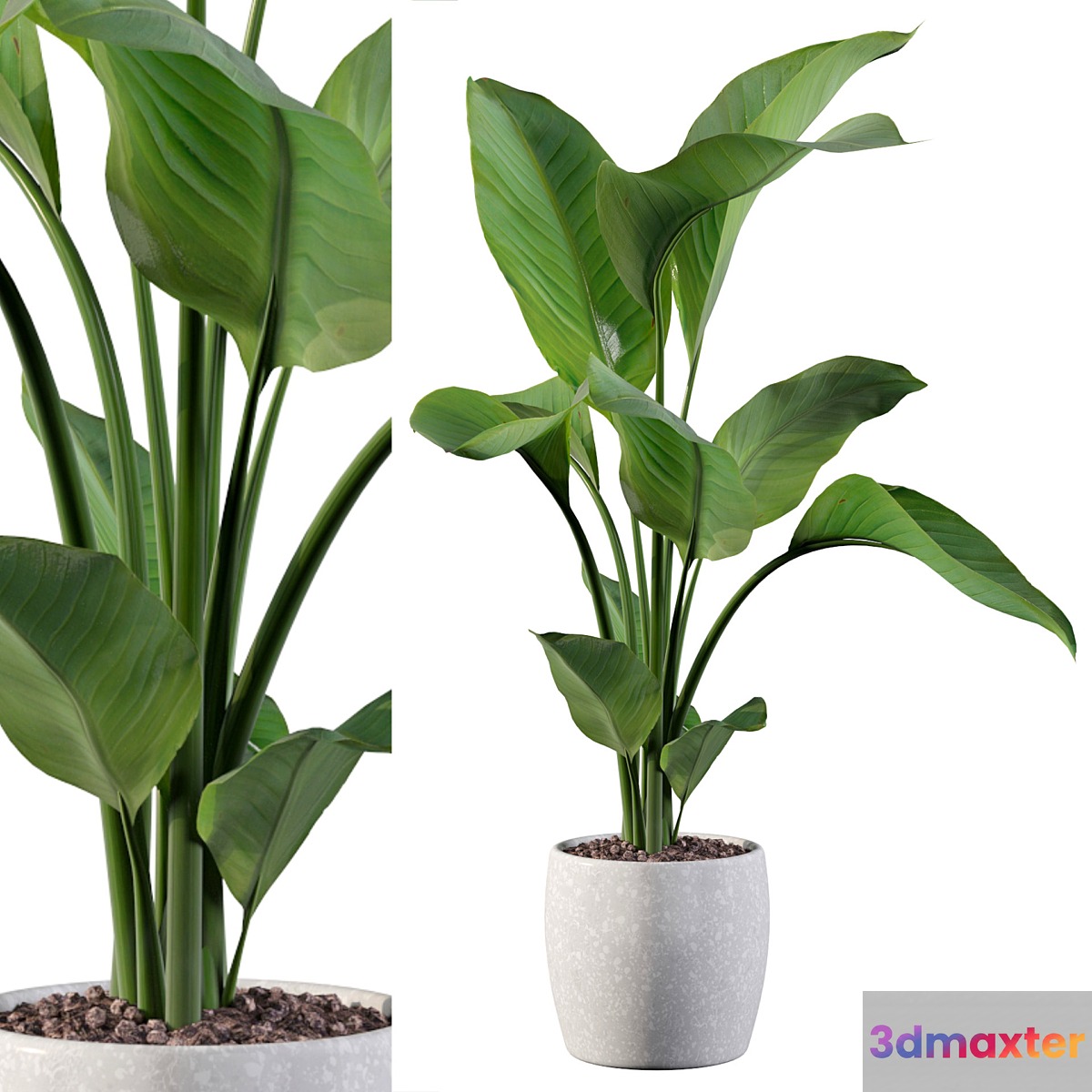 Plants collection 100 - strelitzia