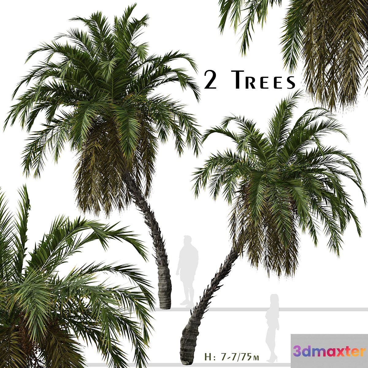 Set of Phoenix reclinata Trees (Senegal date palm) (2 Trees) 3D Max