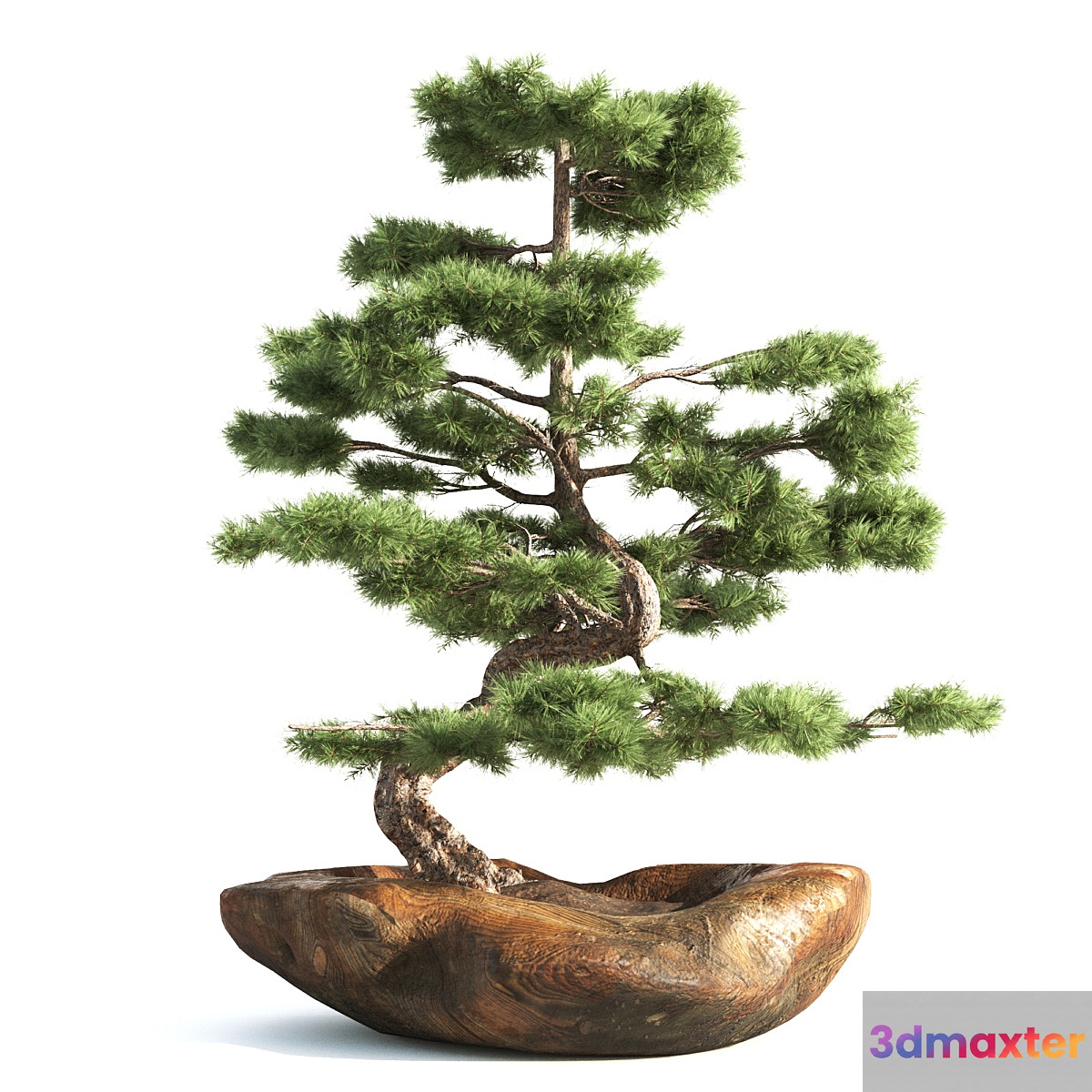 bonsai03