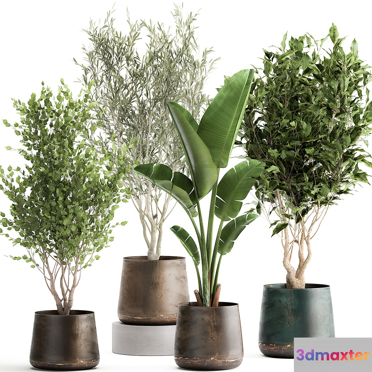 Collection of tree plants in outdoor metal rusty pots Banana palm . Set 949. 3D Max