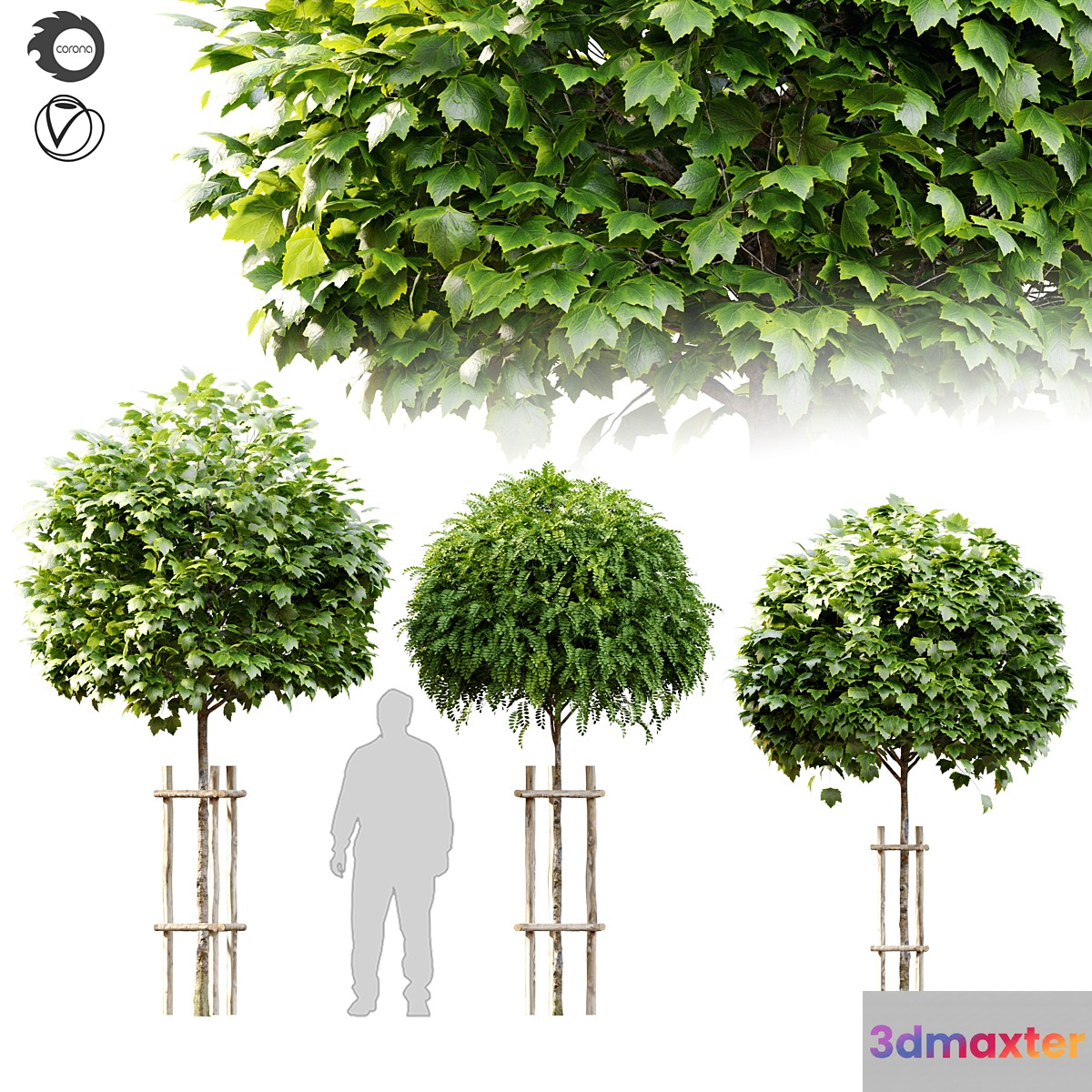 Tree with wooden guard 3D Max