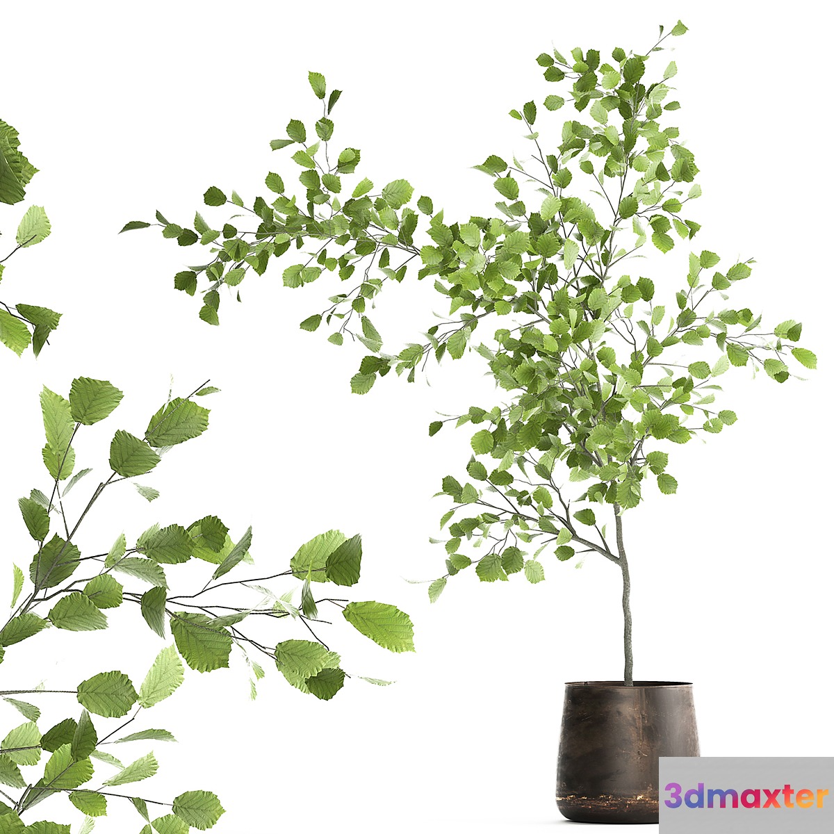 Decorative small Linden tree Hazel in a rusty metal pot. Set 953.