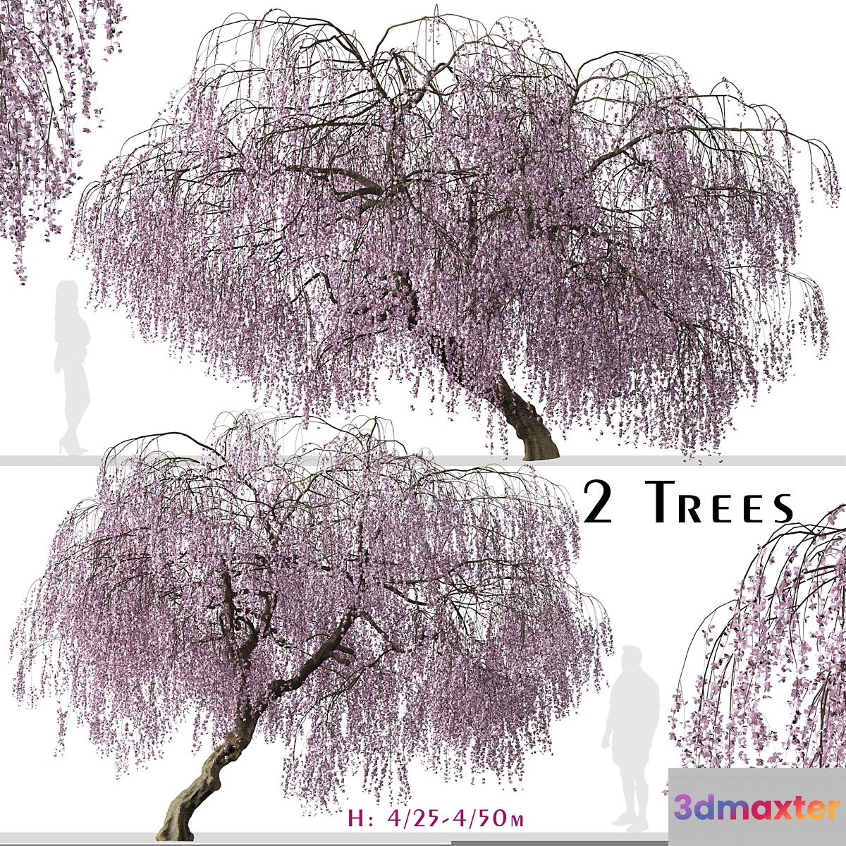 Set of Weeping Cherry Tree (Prunus pendula) (2 Trees) 3D Max