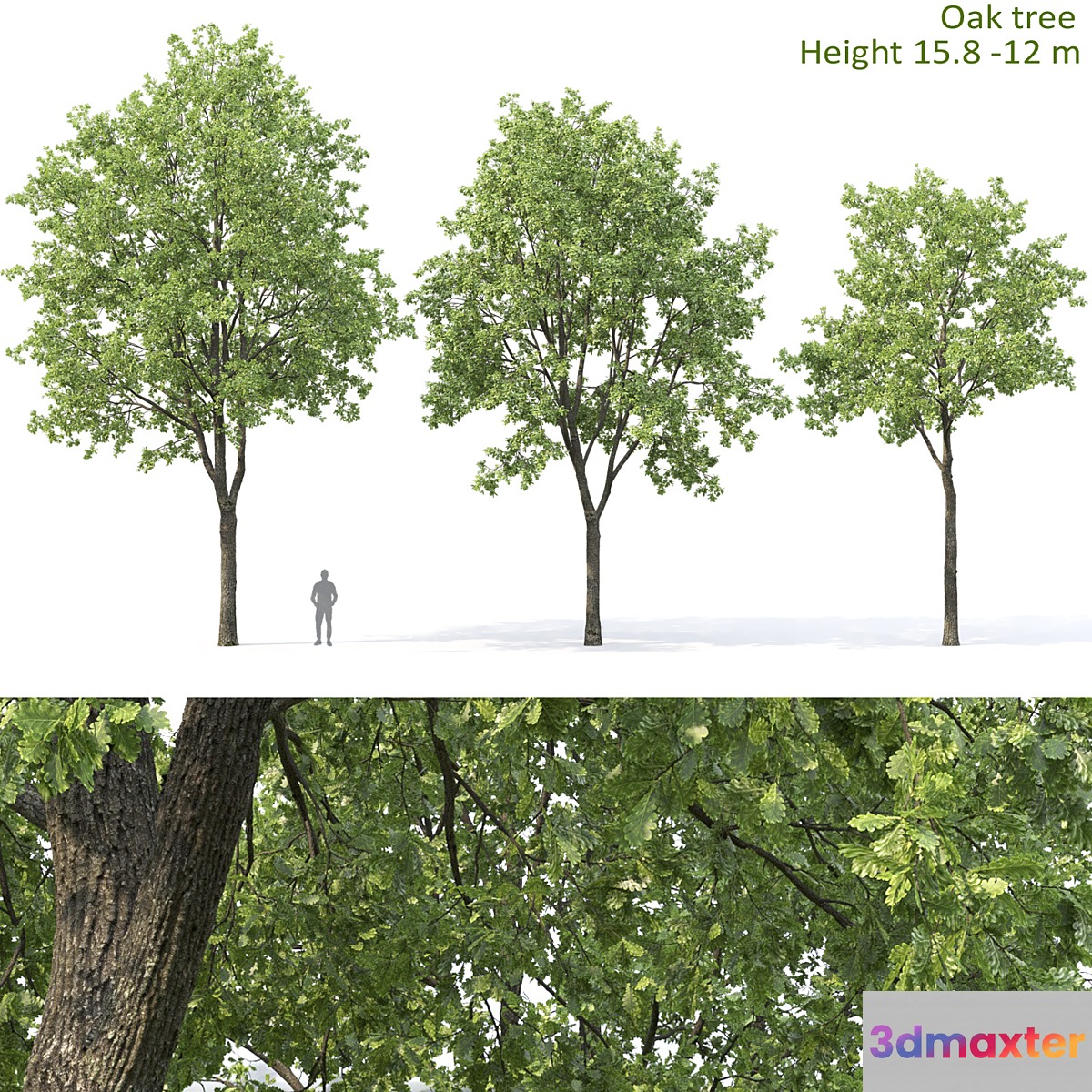 Oak 3D Max