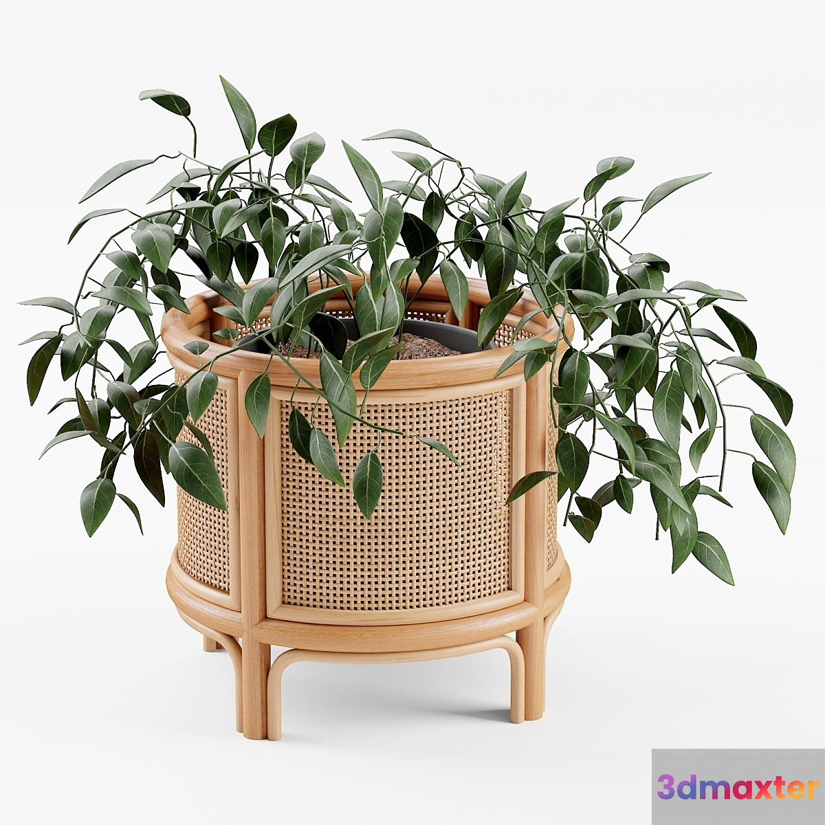 Rattan 12 