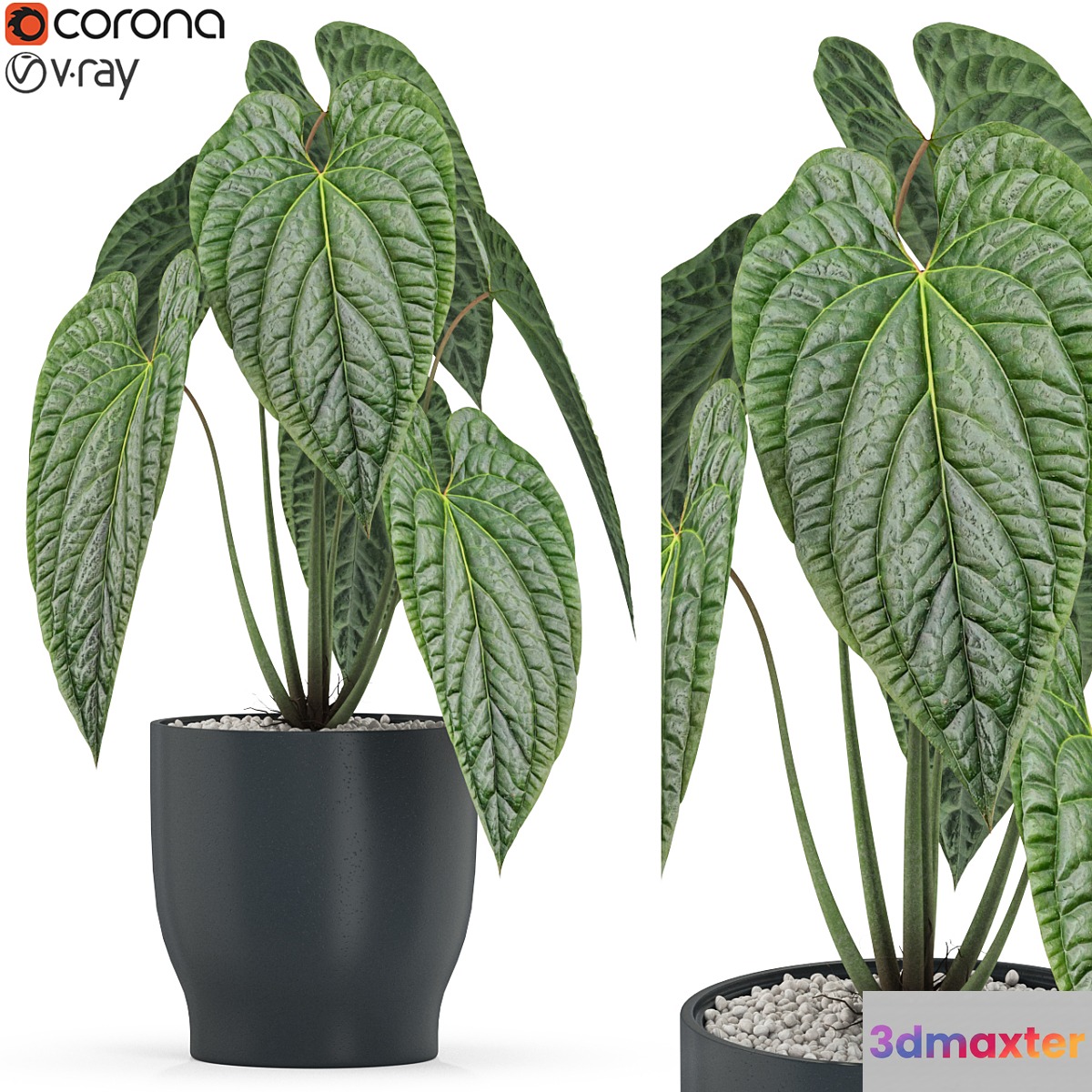 Plants collection 517 - No.2
