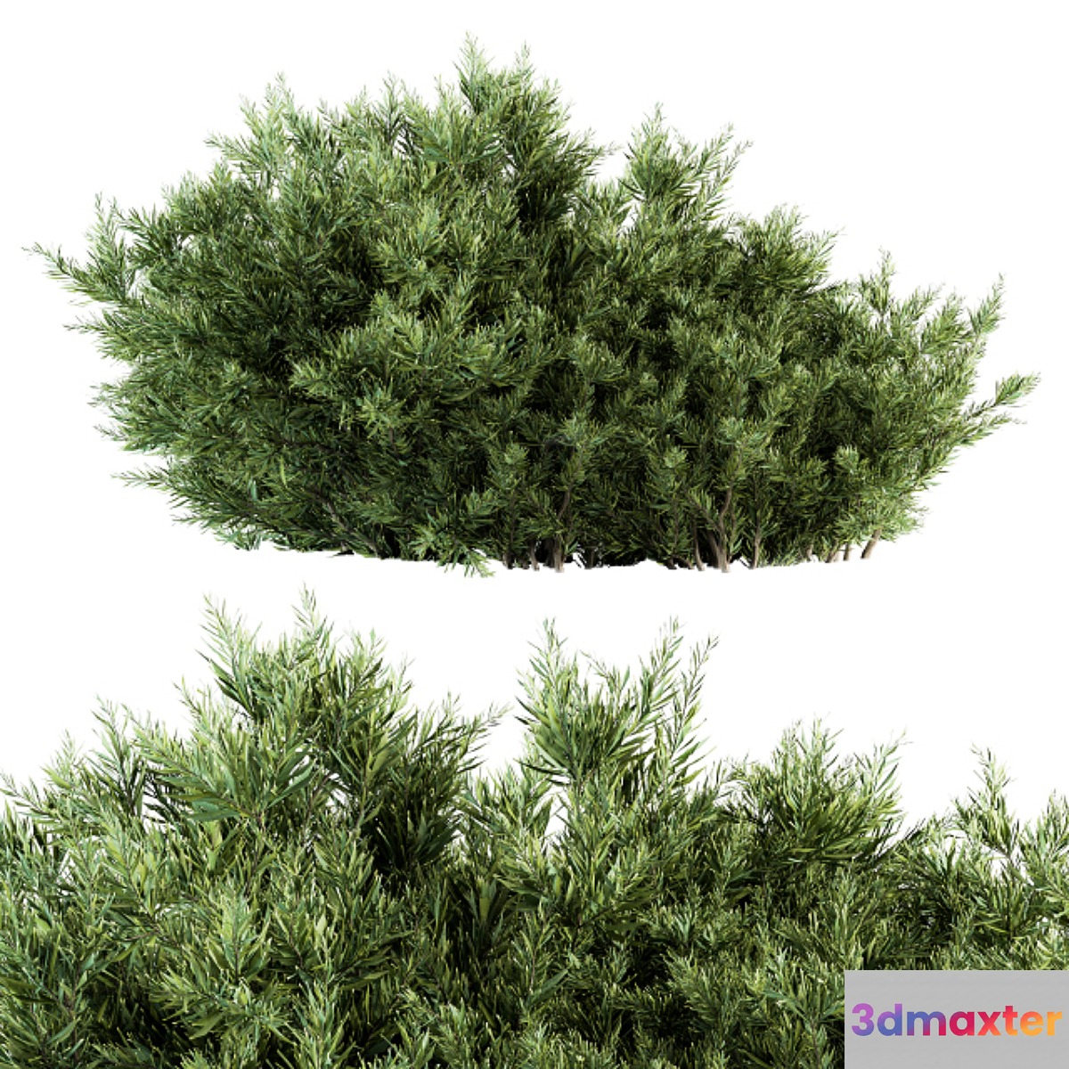 Needle Leaf Bush - Bush Set 26 3D Max